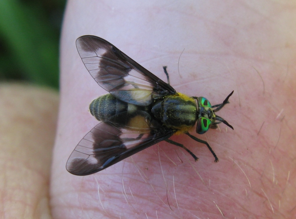 Tabanidae - Chrysops caecutiens